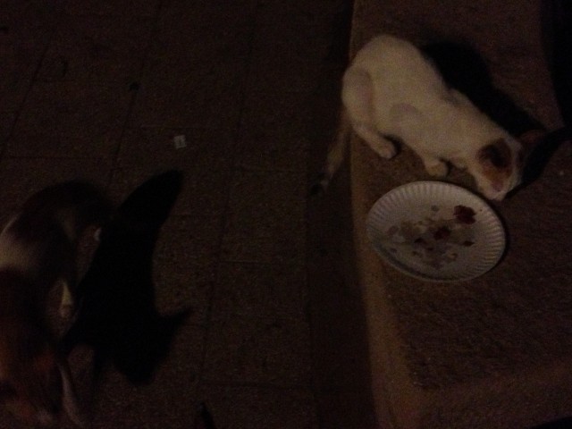 Lesson Learned: Don't set your food down for a second, otherwise the cats get it :)